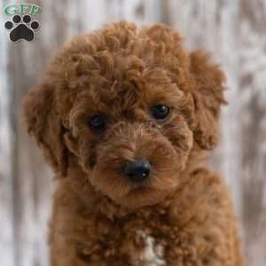 Kayla, Mini Labradoodle Puppy